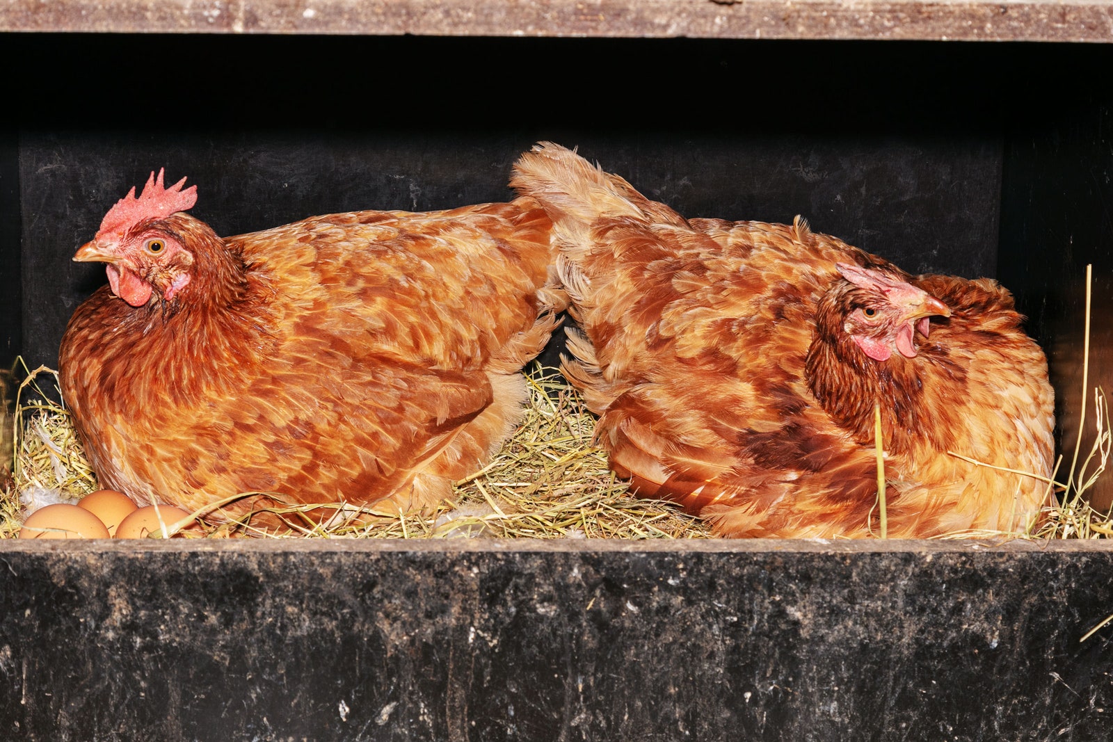 These Gene-Edited Chickens Were Made to Resist Bird Flu